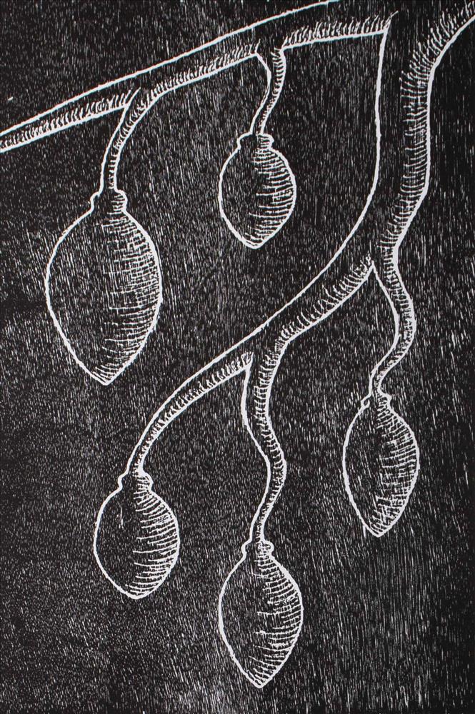 Boab Tree (Joomooloony) of the Kimberley 2