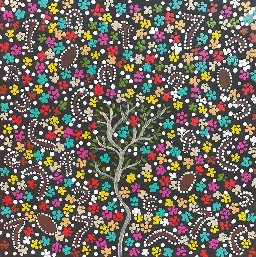 Mirntiwirri / Ngirirri (Boomerang Tree)